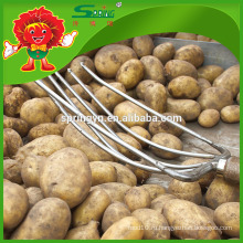 Высококачественный свежий желтый картофель в продаже